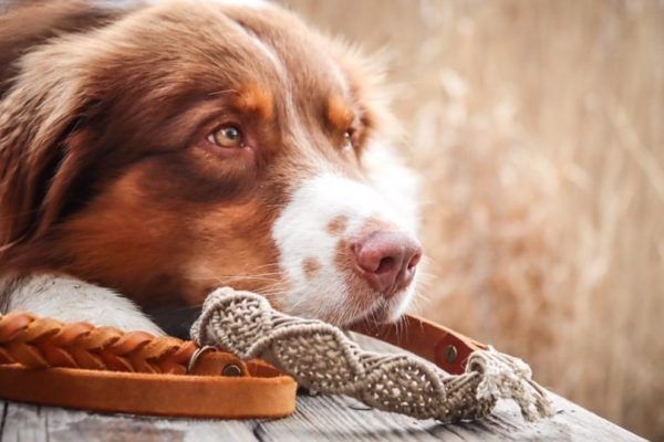 Hundehalsband Boho
